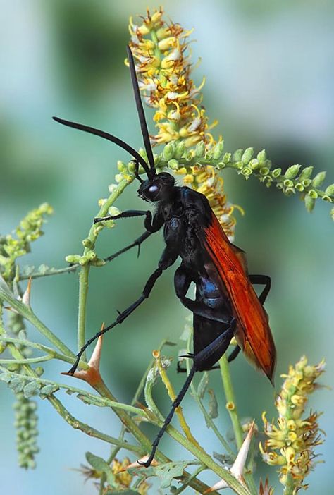 Tarantula Hawk Wasp, Tarantula Hawk, Dangerous Creatures, Amazing Insects, Creepy Crawlers, Cool Insects, Bugs Life, Dragonfly Insect, Bees And Wasps