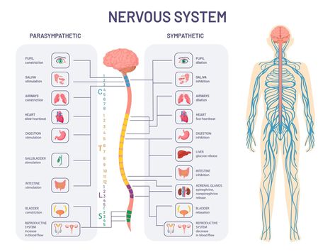 Nervous System Diagram, Sympathetic And Parasympathetic, Nerves Anatomy, Human Ear Anatomy, Ipad Pro Notes, Illustration Anatomy, Nerve Anatomy, Anatomy Biology, Human Nervous System