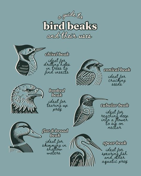 Bird beaks are a marvel of evolution, perfectly crafted by nature to help these creatures thrive in their unique environments. Understanding these adaptions not only enhances our appreciation for our feathered friends, but also highlights the incredible diversity of life on our planet🌎🩵 So, here’s a guide to bird beaks and their uses! #ornithology #birdbeaks #birdlovers #naturelovers #wildlife #infographic #wildlifeeducation #birding #birdwatching Ornithology Aesthetic, Bird Infographic, Birdwatching Aesthetic, Wildlife Infographic, Vet Study, Bird Beaks, Theory Of Evolution, Bird Sketch, Birdwatching