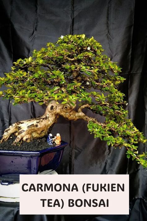 Fukien Tea Bonsai, Broadleaf Evergreen, Evergreen Shrubs, Bonsai Tree, Art Of Living, Tea Tree, Southeast Asia, Green Leaves, White Flowers