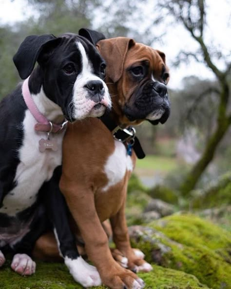 14 Powerful Reasons Why Having a Boxer Can Change Your Life | PetPress Black Boxer Puppies, White Boxer Puppies, Boxer Dogs Brindle, Boxer Dogs Facts, Cute Boxer Puppies, Boxer Puppies For Sale, Boxer Dog Breed, Boxer Dog Puppy, Boxer Dogs Funny