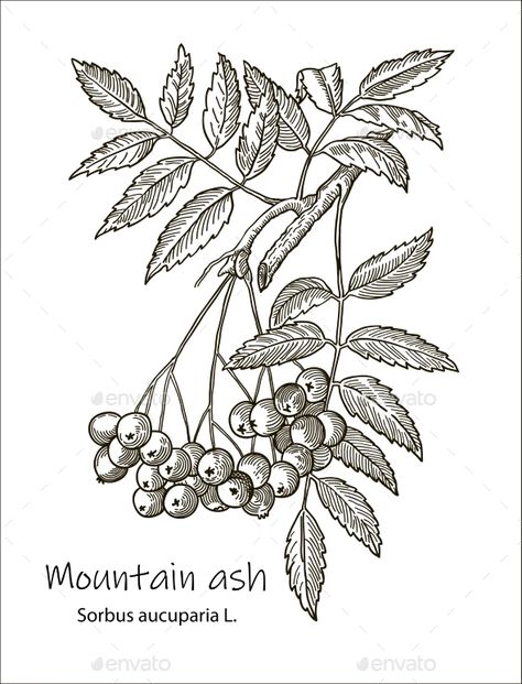 Tree Vintage Illustration, Ash Drawing, Field Drawing, Branch Drawing, Branch Tattoo, Rowan Tree, Embroidery Hearts, Mountain Ash, Plant Drawing