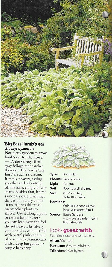 Lambs Ears In Garden, Lambs Ears Plants, Landscaping With Lambs Ear, Wooly Lambs Ear Plant, Lambs Ear Landscaping Border, Lambs Ear Companion Plants, Helen Von Stein Lambs Ear, Lamb Ear Plant, Lambs Ear Garden