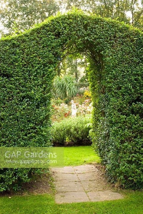 Hedge with archway Hedge Archway, Plant Photography, Hedges, Garden Arch, Garden Plants, Arch, Gap, Outdoor Structures, Roses