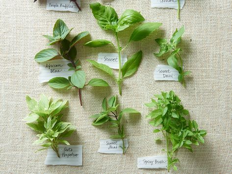 Thai Basil vs. Basil: What's the Difference? Basil Rolls, Thai Basil Plant, Thai Basil Recipes, Vietnamese Fresh Spring Rolls, Growing Herbs At Home, Herb Magic, Types Of Basil, Fresh Spring Rolls, Basil Recipes