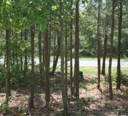 How To Clear Brush In Woods, Driveway In The Woods, Land Clearing Ideas, Backyard Wooded Landscaping, Wooded Backyard Landscape, Wood Pathway, Clearing Brush, Rural Property, Yard Area