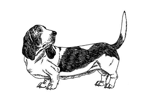 Basset Hound sketch Bassett Hound Drawing, Basset Hound Drawing, Basset Hound Tattoo, Hound Tattoo, Puppy Tattoo, 2024 Tattoo, Basset Hound Puppy, Hound Puppies, Wiener Dogs