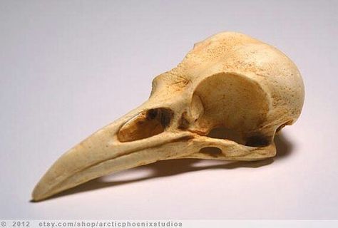 Raven skull Skeleton Reference, Skull Reference, American Crow, Real Skull, Animal Skeletons, Crow Skull, Crow Bird, Vulture Culture, Raven Skull