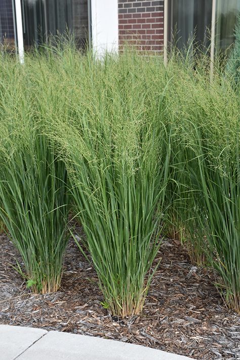 Panicum Virgatum, Wheaton Illinois, Low Water Gardening, Perennial Grasses, Grass Flower, Home Landscape, Totem Pole, Herbaceous Perennials, Low Maintenance Plants