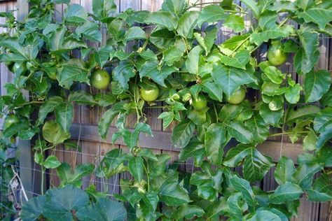 passionfruit vine Passionfruit Vine, Passion Fruit Plant, Privacy Trellis, Grape Water, Vine Trellis, Planter Trellis, Outdoor Trellis, Garden Growing, Backyard Plants