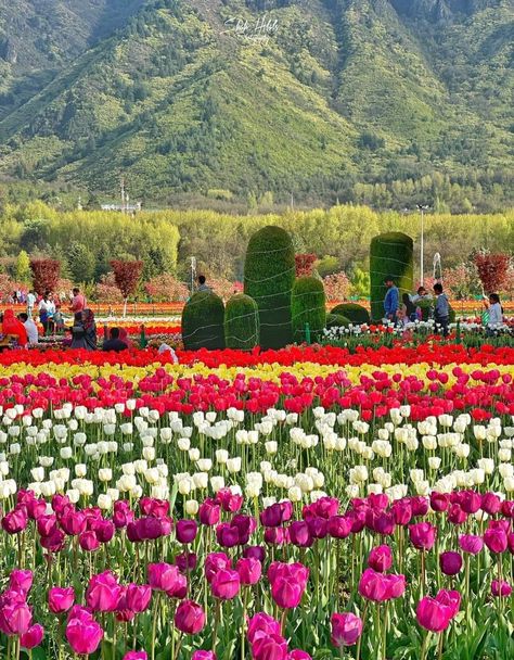 Srinagar Kashmir, Tulip Garden, Tulips Garden, Srinagar, Tulips