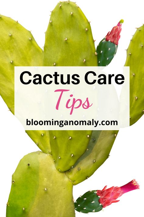 How to Grow Cactus Tips Growing Cactus, How To Grow Cactus, Indoor Cactus, Cactus Care, Cactus Types, Insecticidal Soap, Liquid Fertilizer, Container Gardens, Organic Fertilizer