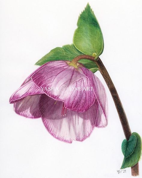 Watercolor, A4 Helleborus 'Ice N' Roses Rose' 🌸🤍 . I knew, my inspiration for painting flowers would be back with the blooming of my… | Instagram Inspiration For Painting, Colored Pencil Artwork Ideas, Flower Drawing Tutorials, Watercolor Flowers Tutorial, Colored Pencil Artwork, Pen Art Drawings, Bio Art, Rose Drawing, Watercolor Ideas