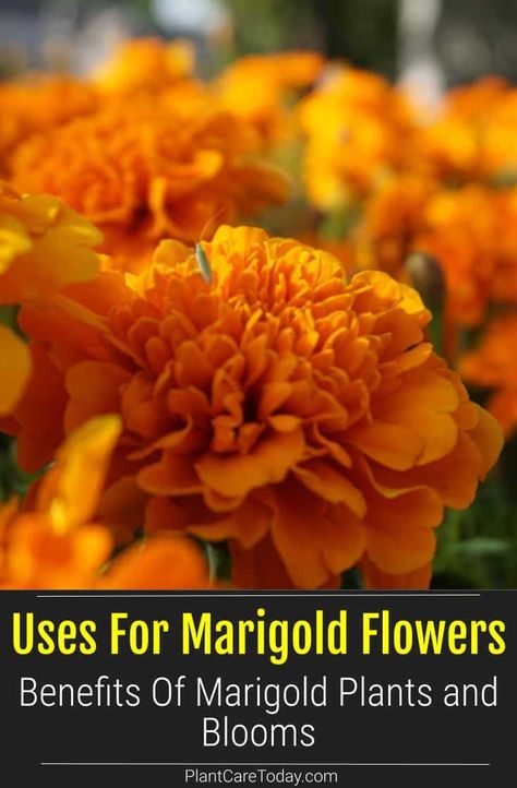 Marigold Plant, Marigold Tea, Backyard Hacks, Growing Marigolds, Homestead Gardening, Food Forest Garden, Planting For Kids, Marigold Flowers, Benefits Of Gardening