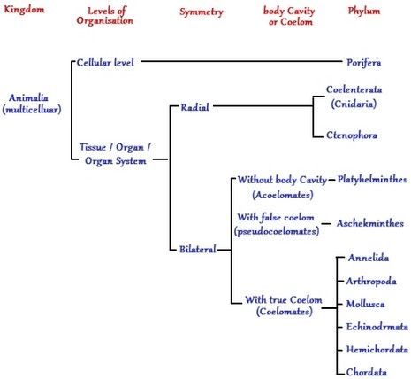 Animal Kingdom Classification Chart by James - Infogram Classification Of Animal Kingdom, Animal Kingdom Classification, Taxonomy Biology, Kingdom Classification, Biological Classification, Science Pics, Apologia Biology, Science Web, Animals Name In English