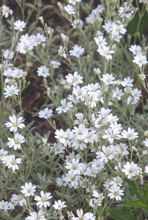 Creeping Thyme Landscaping, Snow In Summer Ground Cover, Full Sun Landscaping Ideas, Creeping Thyme Ground Cover, Full Sun Ground Cover, Ground Covers For Sun, Full Sun Landscaping, Full Sun Garden, Creeping Thyme