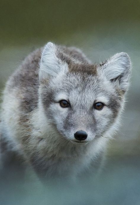 Young arctic fox in summer Photo by Chris Desborough -- National Geographic Your Shot Mail Order Brides, Grey Horse, Love Connection, Shot Photo, Photo Boards, Arctic Fox, National Geographic Photos, Barn Owl, Summer Photos