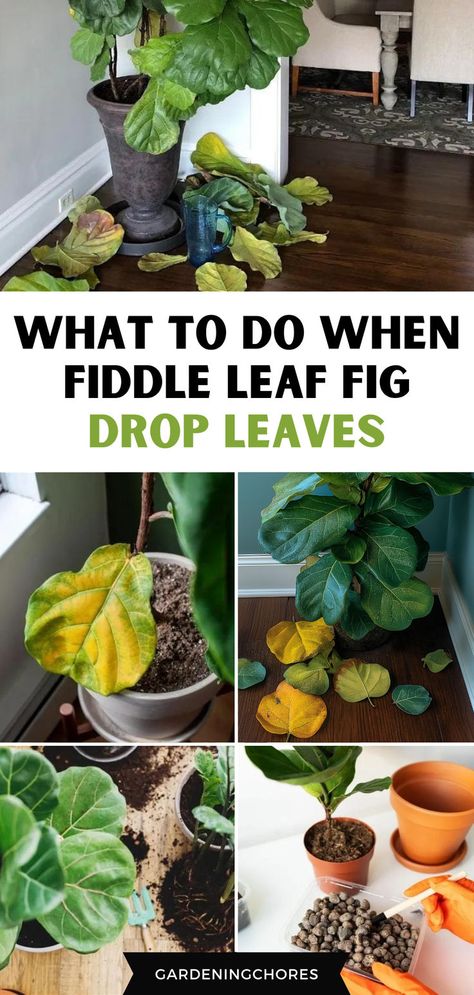 How to prevent fiddle leaf fig leaves from falling Fiddle Leaf Fig Care, Fiddle Leaf Tree, Vegetable Harvest, Fig Plant, Fiddle Fig, Plant Care Houseplant, Ficus Lyrata, Fiddle Leaf Fig Tree, Growing Plants Indoors