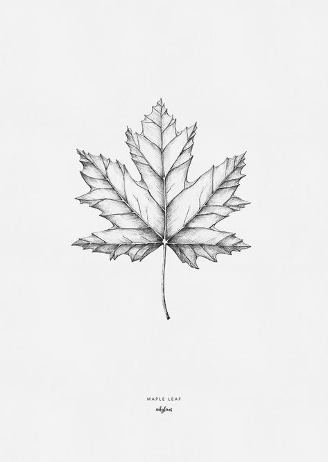 Maple Leaf Tattoos, Canada Tattoo, Sycamore Leaf, Leaf Tattoo, Realistic Eye Drawing, Drawing Faces, Maple Leafs, Eye Drawing, Lotus Flower Tattoo