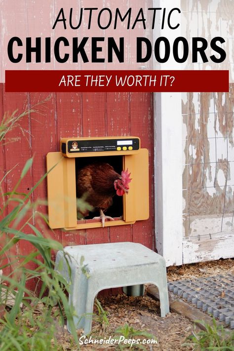 Wondering if automatic chicken coop doors are worth it? Learn about the benefits (and the negatives) of automatic doors for your chicken coop in this article. Plus how to choose and install an automatic chicken coop door. Chicken Coop Doors, Automatic Chicken Door, Happy Chickens, Chicken Coop Door, Automatic Doors, Coop Door, Automatic Chicken Coop Door, Chicken On A Stick, Homesteading Ideas