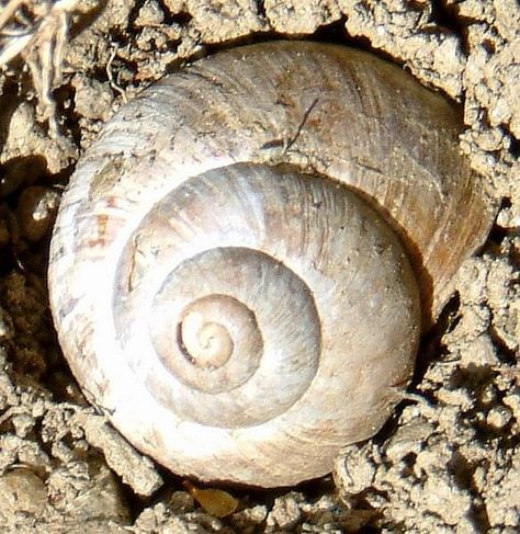 Patterns in nature. Circles In Nature Patterns, Spiral Pattern In Nature, Circles In Nature, Fibonacci In Nature, Nature Mosaic, Curvilinear Forms, Mindful Drawing, Mathematical Patterns, Sacred Geometry Meanings