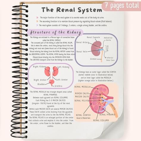 This Renal System review is for students taking College level Anatomy and Physiology  and/or pre-nursing students. The following topics are covered: Structure of the Kidney Structure of the NEPHRON Blood flow through the kidney  Hormones that affect the kidneys  Urine production Renal System Nursing, Cardiovascular Technician, Human Anatomy And Physiology Notes, Kidney Structure, Renal Anatomy, Highschool Notes, Biology Topics, Renal Physiology, Renal System