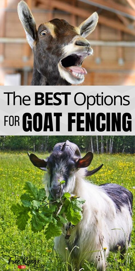 Goat Pens, Farming 101, Goat Fencing, Homestead Livestock, Homestead Inspiration, Goat Fence, Farm Fencing, Goat Herder, Goat Playground