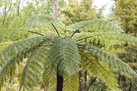 Fast-growing, award-winning Cyathea cooperi (Australian Tree Fern) is an evergreen tree fern with a very attractive terminal rosette of gracefully arching, lacy, emerald-green fronds, up to 13 ft. long (4 m). The new fronds or 'fiddleheads' are particularly beautiful, curled up with a delicate covering of silky hairs. The undersides of the mature fronds are covered with dusty brown sori aligned in rows. The slender, pale trunk is patterned with contiguous oval scars from older fronds. Incredibly Cyathea Cooperi, Australian Tree Fern, Australian Trees, Drought Tolerant Perennials, Silver Plant, Dusty Brown, Tree Fern, California Garden, Plants To Grow