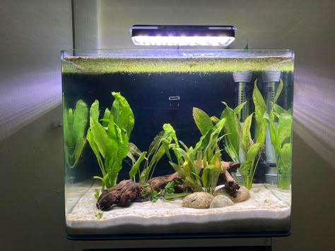 Nano Pond, Cute Aquarium, Fish Tanks Ideas, Beach Aquarium, House Aquarium, Betta Tanks, Majesty Palm, Aquascape Ideas, Pet Enclosures