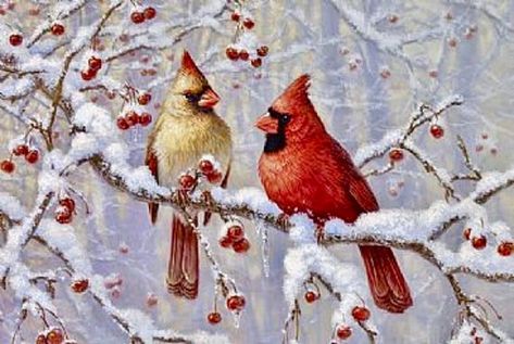 Cardinals Red Bird Snow Graphic Image Art Fabric Block Doodaba Cardinal Birds Art, Cardinal Painting, Northern Cardinal, Christmas Cardinals, Have Inspiration, Winter Bird, Christmas Bird, Cardinal Birds, Bird Pictures