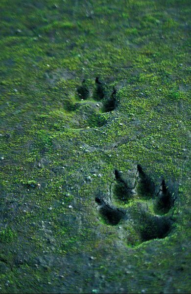 Paw prints on mossy earth. Forest photography. Solas Dragon Age, Howleen Wolf, Werewolf Aesthetic, Half Elf, Yennefer Of Vengerberg, She Wolf, Beast Boy, Big Bad Wolf, Bad Wolf