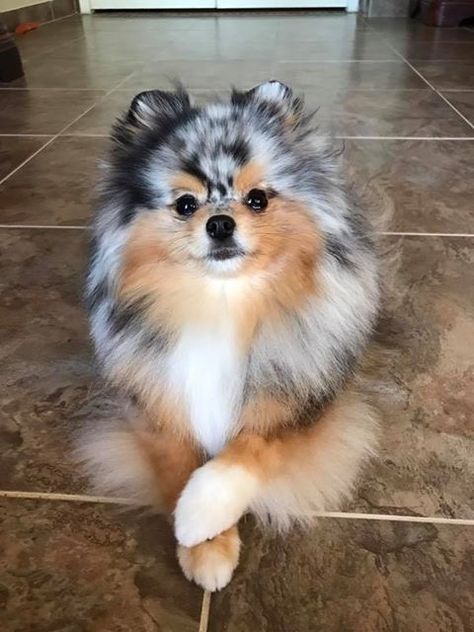 Pomsky Puppies, Teacup Pomeranian, Cute Pomeranian, Frenchie Bulldog, Pomeranian Dog, Pomeranian Puppy, Airedale Terrier, Cute Dogs And Puppies, Cute Animal Pictures