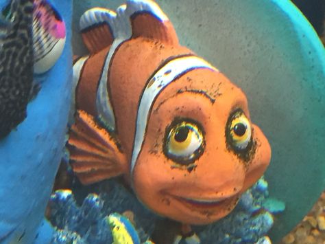 Nemo Aesthetic, Hot Fish From Nemo, Nemo Funny, Marlin Nemo, Finding Nemo Funny Text, Spongebob Time Cards, Emo Nemo, Nemo Fish, Aquatic Theme