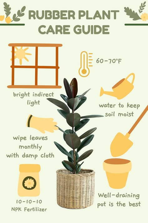 Magic Garden Aesthetic, Rubber Plant Care, Rubber Tree Plant, Plant Care Guide, Fall Gardening, Garden Tattoo, Planting Tips, نباتات منزلية, Household Plants