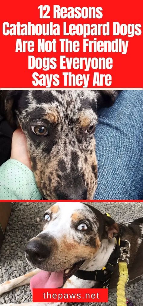 We think Catahoula Leopard Dogs are atrocious animals and not very friendly at all! To prove this argument, here are 12 reasons why! Catahoula Dog, Catahoula Puppies, Catahoula Leopard Dog Mix, Mastiff Mix, Friendly Dogs, Catahoula Leopard, Catahoula Leopard Dog, Leopard Dog, Dog Mixes