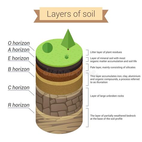 Soil layers. Soil is a mixture of plant residue and fine mineral particles, which form layers. Vector diagram. stock illustration Cells Worksheet, Earth Illustration, Soil Layers, Fine Minerals, Organic Matter, Science Lessons, Game Design, Png Images, Soil