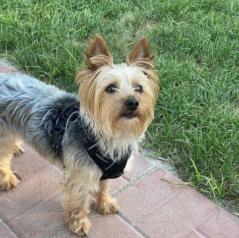 Australian Silky Terrier, Australian Terrier, Yorkie Terrier, Silky Terrier, One Home, Terrier Puppy, Lap Dogs, Terrier Mix, Terrier Dog