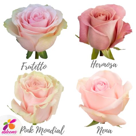 Light Pink Roses Assorted Bulk Flowers Online, Light Pink Roses, Pink Roses Wedding, 12 Roses, Peach Wedding Flowers, Flower Varieties, Planting Tips, Debutante Ball, Rose Varieties