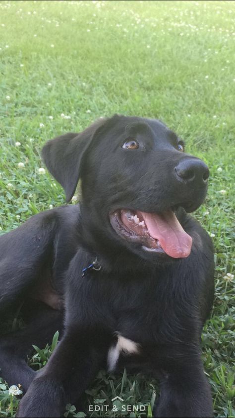 Black lab and German shepherd mix German Shepherd Black Lab Mix Dogs, Black Lab Husky Mix Dogs, Black Lab Mix Dogs, German Shepherd Lab Mix Puppy, Chocolate Lab Mix, Lab Mix Puppies, Black Lab Mix, Greece House, Labrador Mix