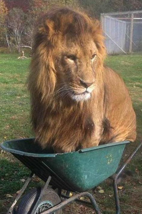 lion in wheelbarrow Regnul Animal, Animal Funny, Funny Animal Photos, Beautiful Cat Breeds, Strange Places, Help The Environment, Animal Pics, The Environment, Cat House