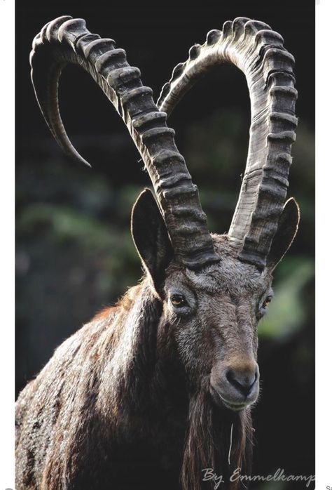 Alpine Ibex, a species of wild goat that lives in herds on the mountains of the European Alps. They are very agile and hardy and can survive on sparse vegetation. Beautiful curving horns! Ibex Goat, Alpine Ibex, Animals With Horns, Long Horns, Big Horn Sheep, Goat Horns, Goat Art, Majestic Animals, African Animals