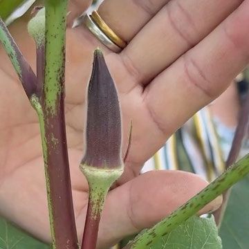 Lan Nguyen on Instagram: "How mom grows her okras from seeds! 🌱#garden #seeds #okra #seedlings #urbanfarming #urbangardening" Okra, Planting Vegetables, Urban Farming, Urban Garden, Vegetable Garden, Seeds, Plants, Instagram