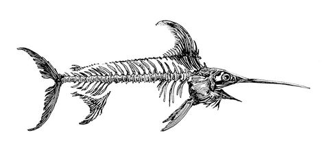 Swordfish skeleton Swordfish Skeleton Tattoo, Swordfish Tattoo Design, Shark Skeleton Drawing, Swordfish Skeleton, Eel Skeleton, Skeleton Fish Tattoo, Shark Skeleton Tattoo, Sailfish Tattoo, Swordfish Drawing