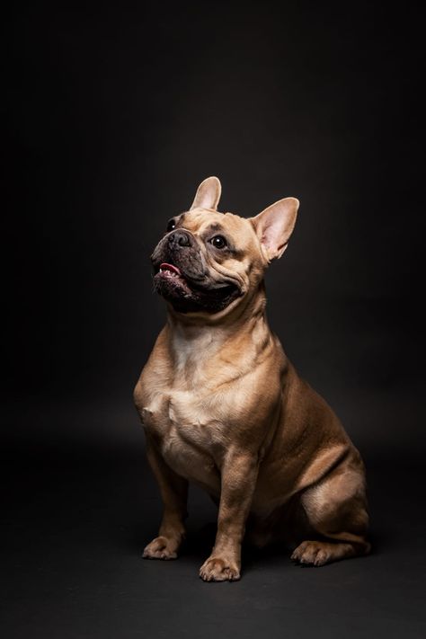 French Bulldog Photoshoot, Frenchie Photoshoot Ideas, Bulldog Photoshoot, Frenchie Photoshoot, Puppy Photoshoot, New Baby Girls, Photoshoot Ideas, French Bulldog, Bulldog