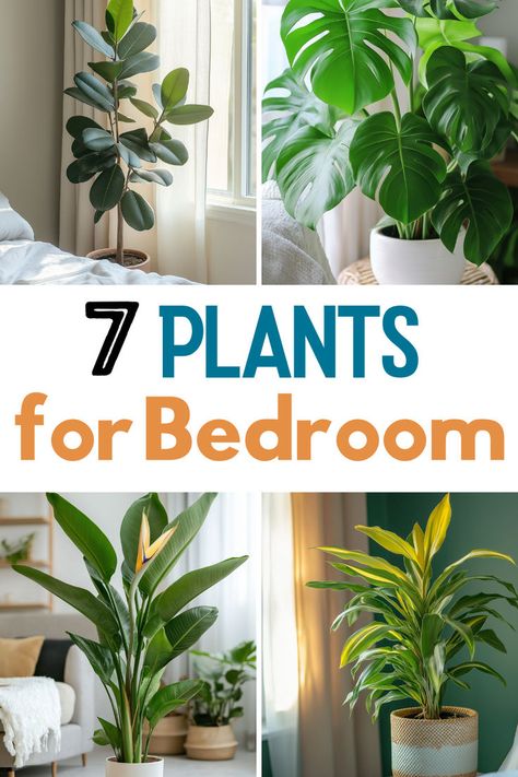 An inviting bedroom layout with two plants prominently displayed. On the left, a rubber plant with broad leaves positioned beside a window, basking in sunlight. On the right, a lush monstera plant with its characteristic split leaves in a stylish pot. The text overlaying the image reads "7 PLANTS for Bedroom" in a contemporary font that stands out against the backdrop. Indoor Plants For Bedroom, Plants For Oxygen, Indoor Lavender Plant, Plants For Bedroom, Snake Plant Decor, Best Bedroom Plants, Indoor Plants Bedroom, Best Plants For Bedroom, Bedroom Shelves