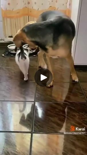 163K views · 5.9K reactions | Candy Joséphine🌷 | Facebook Cat Vs Dog, Cat And Dog Videos, Animal Funnies, Animal Antics, The Boxer, Adorable Cats, January 12, Funny Cat Videos