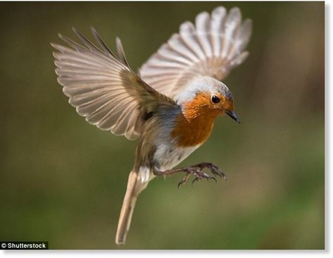 Migrating birds appear to have a 'sixth sense' which means they always manage to find their nesting grounds - a talent that has long mystified scientists. According to new research, which looked at robins (stock image) and zebra finches, a protein called Cry4 is responsible Robin In Flight, Nightingale Bird, Robin Bird Tattoos, Robin Tattoo, European Robin, Robin Redbreast, Bird Migration, Robin Bird, Bird Pictures