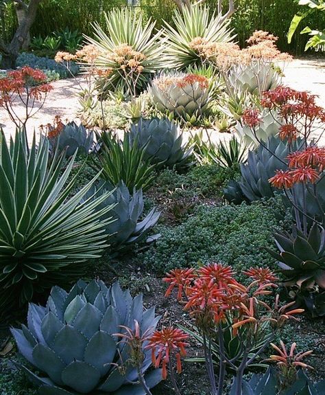 Best Amateur Garden Finalist in 2014 Gardenista Considered Design Awards. Arizona Backyard, Succulent Landscape Design, Drought Tolerant Garden, Succulent Landscaping, Drought Tolerant Landscape, Dry Garden, Australian Garden, Succulent Gardens, Front Yard Ideas