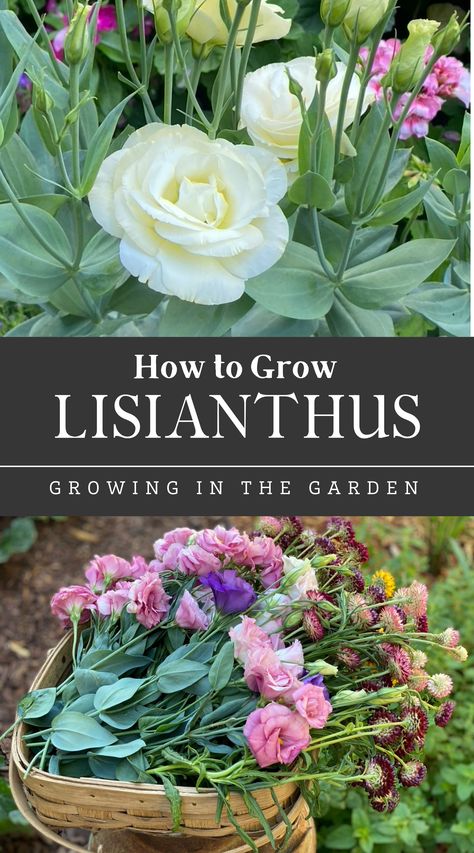 Ranaculus Flowers Garden, Listhanthus Flowers, Lisianthus Plant, Backyard Flower Garden Ideas Landscaping, Shaded Flower Beds, Lisanthius Flowers, Best Cut Flowers To Grow, Easy Paper Rose, Flowers For Garden