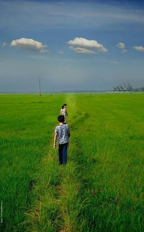 Paddy Field Drawing, Bangladesh Village Photography, Paddy Field Painting, Agriculture Pictures, Field Drawing, Agriculture Photography, Paddy Field, Field Background, Satirical Illustrations